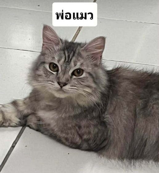 แมวเปอร์เซียผสมอเมริกันช็อตแฮร์ รูปที่ 5