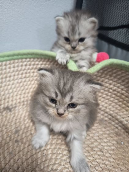 แมวเปอร์เซียผสมอเมริกันช็อตแฮร์ รูปที่ 3