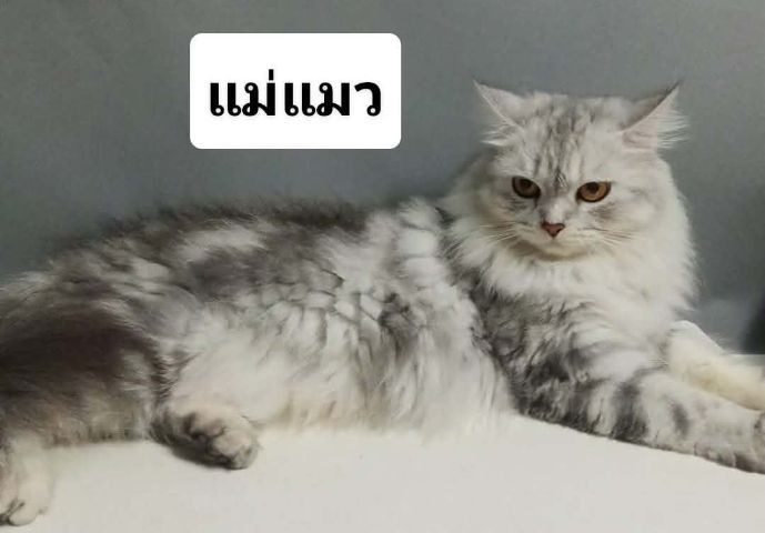 แมวเปอร์เซียผสมอเมริกันช็อตแฮร์ รูปที่ 4
