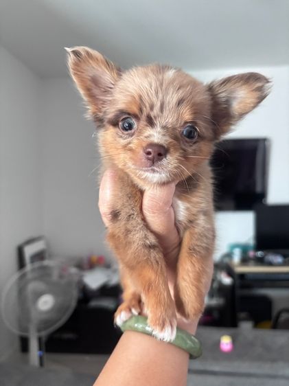 ชิวาว่า รูปที่ 3