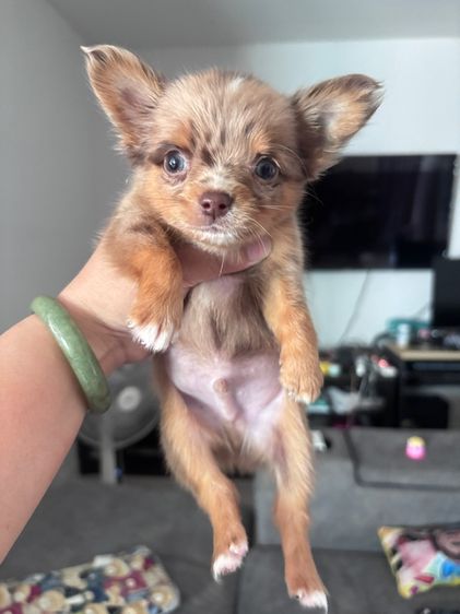 ชิวาว่า รูปที่ 2