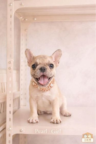 เฟรนบลูด็อก