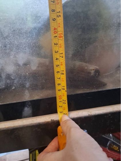 ตู้แก้วเลี้ยงสัตว์น้ำ รูปที่ 4