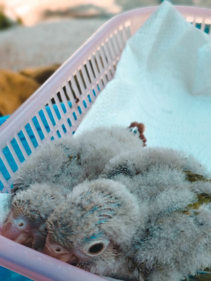 นกกรีนชีค ลูกป้อน รูปที่ 2