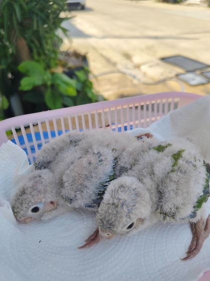 นกกรีนชีค ลูกป้อน รูปที่ 4