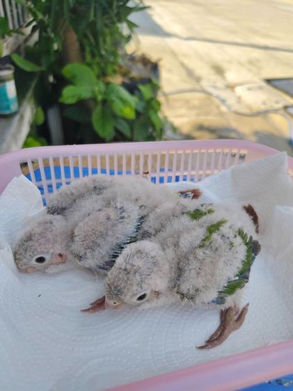 นกกรีนชีค ลูกป้อน