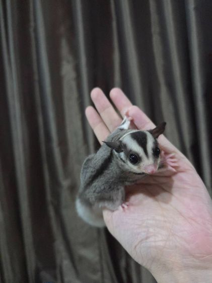 ชูก้าไกลเดอร์ รูปที่ 6