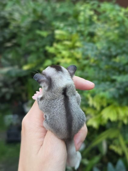 ชูก้าไกลเดอร์ รูปที่ 2