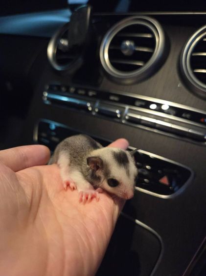 ชูก้าไกลเดอร์ รูปที่ 4