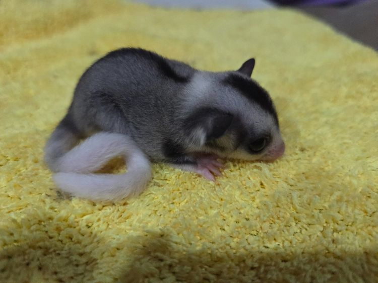 ชูก้าไกลเดอร์ รูปที่ 5