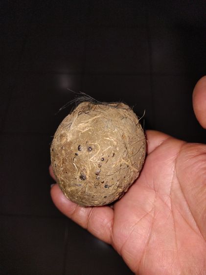 ดินติดหางพญาควาย ขนาดกลมใหญ่เท่าลูกมะขวิด มีน้ำหนัก แข็ง เนื้อแน่น มีรูและขนหางของควายติดอยู่หลายๆเส้น เนื้อดินผสมมวลสารแร่ธาตุต่างๆ เกิดขึ้ รูปที่ 3