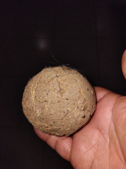 ดินติดหางพญาควาย ขนาดกลมใหญ่เท่าลูกมะขวิด มีน้ำหนัก แข็ง เนื้อแน่น มีรูและขนหางของควายติดอยู่หลายๆเส้น เนื้อดินผสมมวลสารแร่ธาตุต่างๆ เกิดขึ้ รูปที่ 2