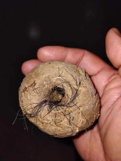 ดินติดหางพญาควาย ขนาดกลมใหญ่เท่าลูกมะขวิด มีน้ำหนัก แข็ง เนื้อแน่น มีรูและขนหางของควายติดอยู่หลายๆเส้น เนื้อดินผสมมวลสารแร่ธาตุต่างๆ เกิดขึ้