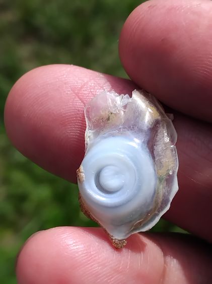 คตตาปลาหมึก รูปทรงกลมเหมือนตาปลาหมึก สีขาวอมชมพู แข็ง ขนาดยาวประมาณ 1 ซม. เส้นผ่าศูนย์กลาง 1 ซม. น้ำหนักเบา เกิดขึ้นเองตามธรรมชาติ เป็นธรรมช รูปที่ 2