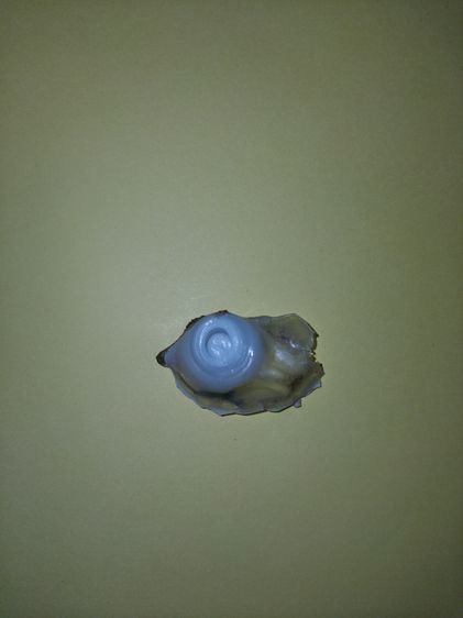 คตตาปลาหมึก รูปทรงกลมเหมือนตาปลาหมึก สีขาวอมชมพู แข็ง ขนาดยาวประมาณ 1 ซม. เส้นผ่าศูนย์กลาง 1 ซม. น้ำหนักเบา เกิดขึ้นเองตามธรรมชาติ เป็นธรรมช รูปที่ 7