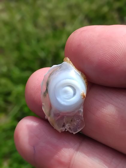 คตตาปลาหมึก รูปทรงกลมเหมือนตาปลาหมึก สีขาวอมชมพู แข็ง ขนาดยาวประมาณ 1 ซม. เส้นผ่าศูนย์กลาง 1 ซม. น้ำหนักเบา เกิดขึ้นเองตามธรรมชาติ เป็นธรรมช รูปที่ 6