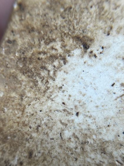 พระสมเด็จวัดระฆังพิมพ์ใหญ่ เก่าสวย รูปที่ 12