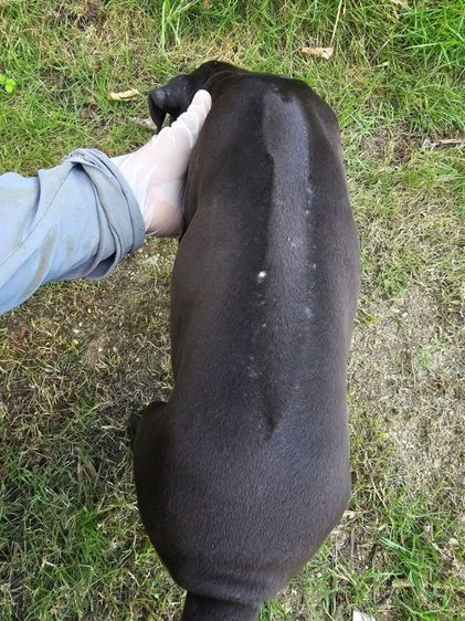 ลูกสุนัขไทยหลังอานแท้ เพศเมีย 