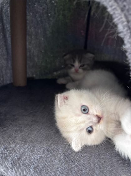 แมวสก็อตติชโฟลด์  รูปที่ 3