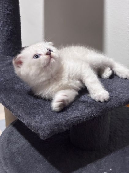 แมวสก็อตติชโฟลด์ 