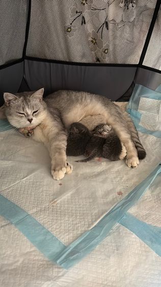 แมวสก็อตติชโฟลด์  รูปที่ 4