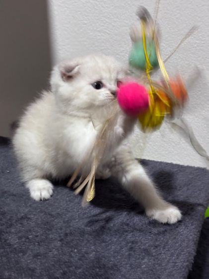 แมวสก็อตติชโฟลด์  รูปที่ 2