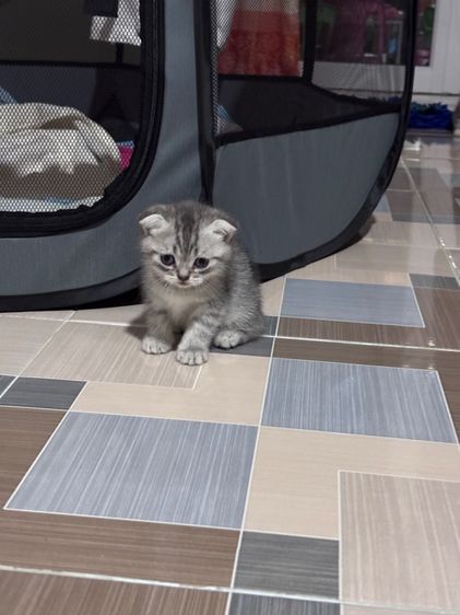 แมวพันธุ์สก็อตติชโฟลด์ รูปที่ 2