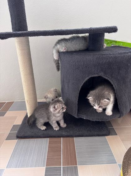 แมวพันธุ์สก็อตติชโฟลด์ รูปที่ 3