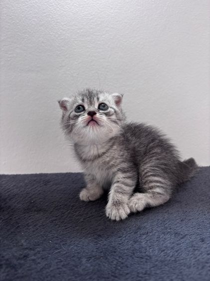 แมวพันธุ์สก็อตติชโฟลด์ รูปที่ 4