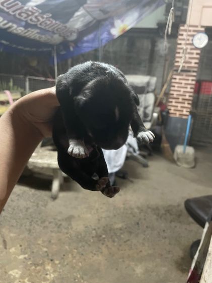 สุนัข รูปที่ 5