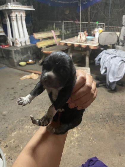 สุนัข รูปที่ 6