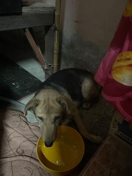 สุนัข รูปที่ 2