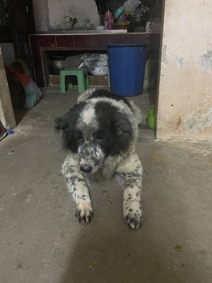 อื่นๆ ใหญ่ สุนัข