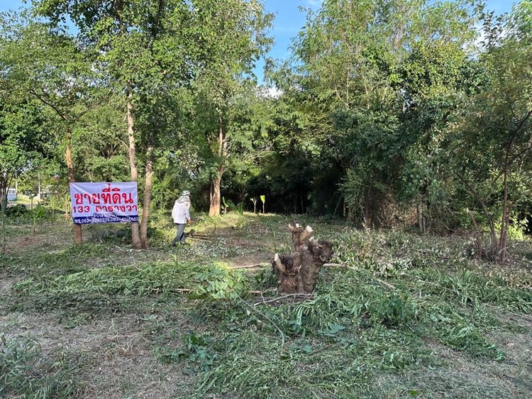 ขายที่ดิน 133 ตรว ขายตรวละ 11500 บาท ใกล้รพ ปักธงชัย ใกล้ตลาด มทส ไม่ไกลจากตัวเมืองโคราช ซื้อไว้อยู่อาศัย ทำบ้านเช่าหอพัก เหมาะมาก รูปที่ 3