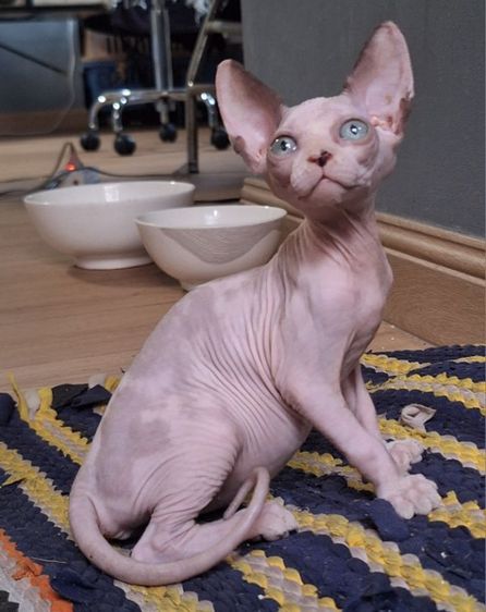 แมว รูปที่ 4