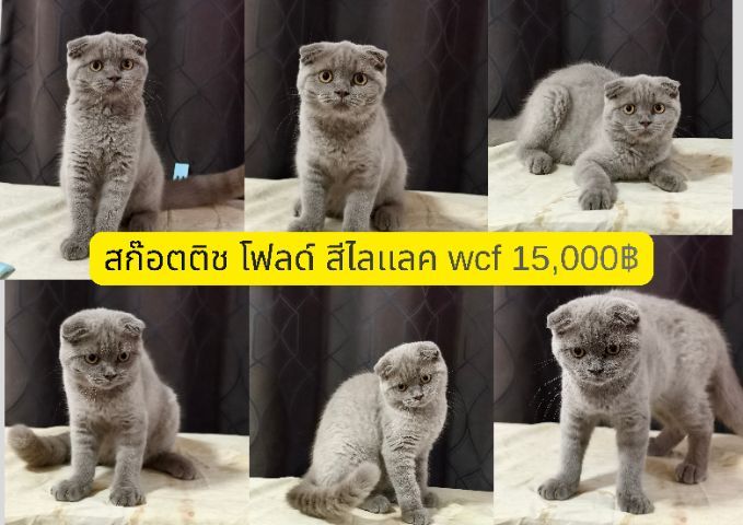 ดญ ดช  สก๊อตติช หูพับ หูตั้ง หลายตัวจ้า รูปที่ 16