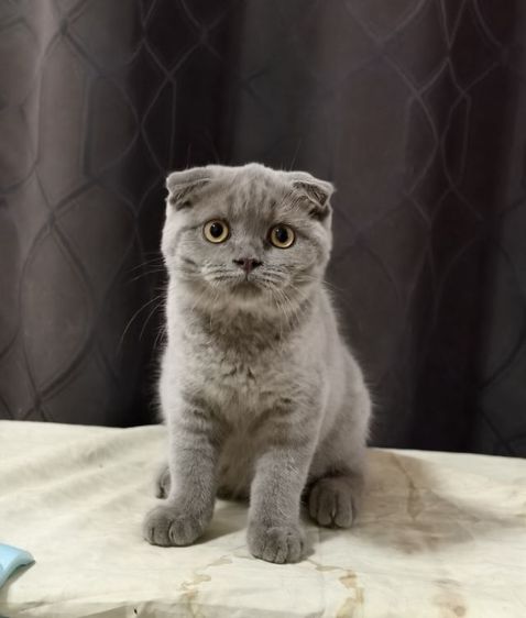 ดญ ดช  สก๊อตติช หูพับ หูตั้ง หลายตัวจ้า รูปที่ 15