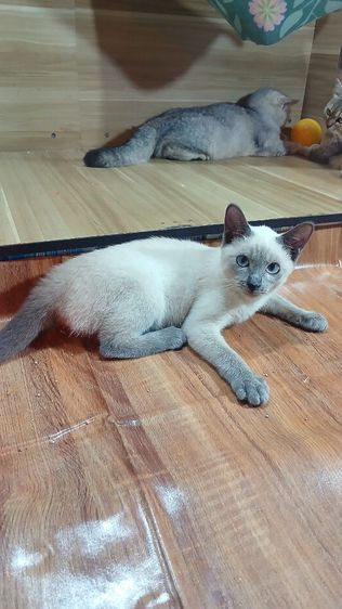 วิเชียรมาศ (Siamese Cat) แมววิเชียรมาศ สีบลูพ้อยท์ เพศเมีย สวยวัคซีนแล้วก่อนย้ายตรวจหัดแมวฟรีรับประกันเอดส์แมวกับรูคีเมียคะ