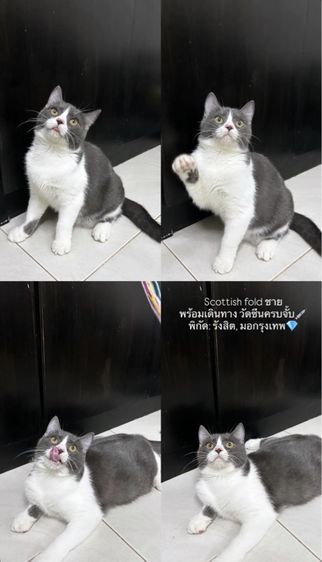 ดช.บลูไวท์ Scottish fold ลดประชากร รูปที่ 4