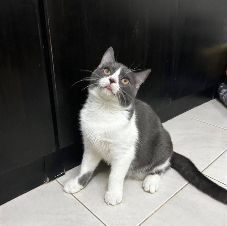 สก็อตติช โฟลด์ (Scottish Fold) ดช.บลูไวท์ Scottish fold ลดประชากร