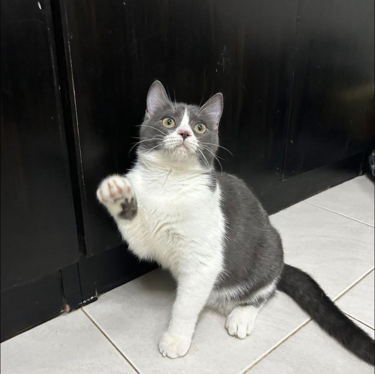 ดช.บลูไวท์ Scottish fold ลดประชากร รูปที่ 2