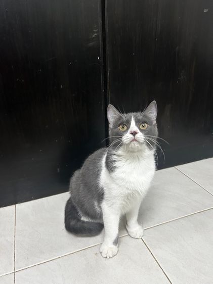 ดช.บลูไวท์ Scottish fold ลดประชากร รูปที่ 5