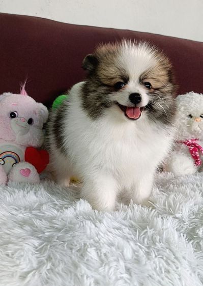 ปอมแท้ น่ารัก สนใจนัดดูได้ คอลดูได้