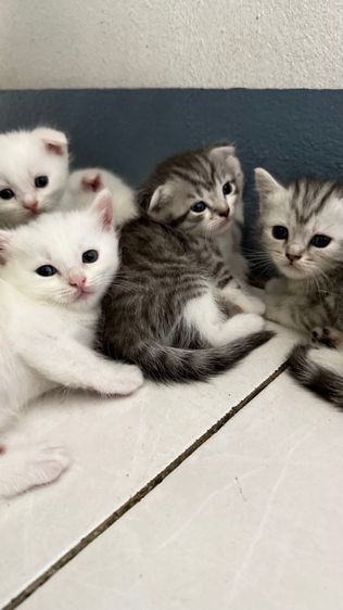 แมวสก็อตติช รูปที่ 3