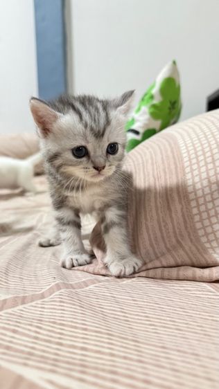 แมวสก็อตติช รูปที่ 5