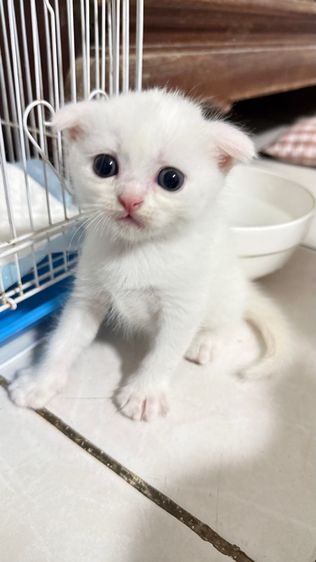 แมวสก็อตติช รูปที่ 7