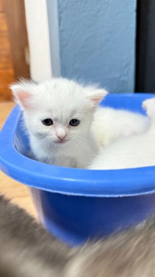 แมวสก็อตติช รูปที่ 8