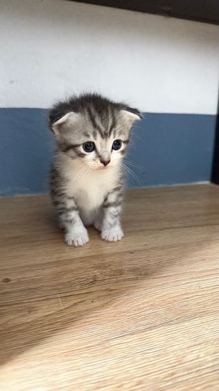 แมวสก็อตติช รูปที่ 4