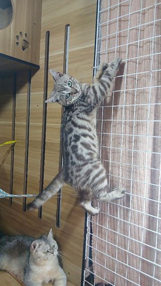 แมวเบงกอล เสือขาว สีซอลเวอร์ เพศผู้ วัคซีนแล้ว1เข็มก่อนย้ายตรวจหัดแมวฟรีรับประกันเอดส์แมวกับรูคีเมียคะ รูปที่ 2