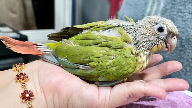 ลูกป้อน กรีนชีค พายแอปเปิ้ล รูปที่ 10